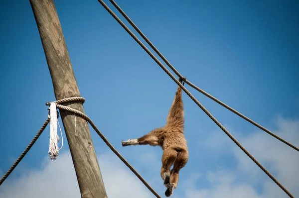 Gibbon in Lissabon dierentuin — Stockfoto