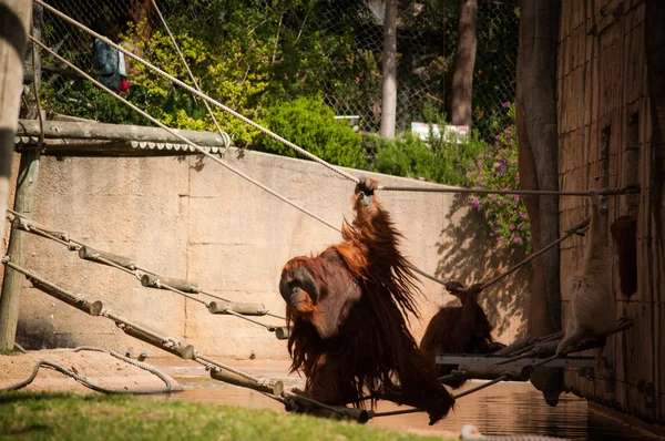 Orangoutang v Lisabonu zoo — Stock fotografie