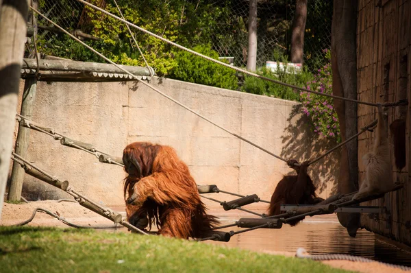 Orangoutang in Lisbon Zoo — Stock Photo, Image