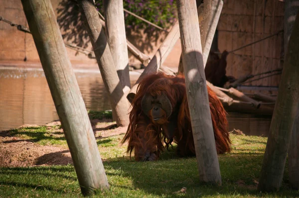 Orang-Utan im Zoo von Lissabon — Stockfoto