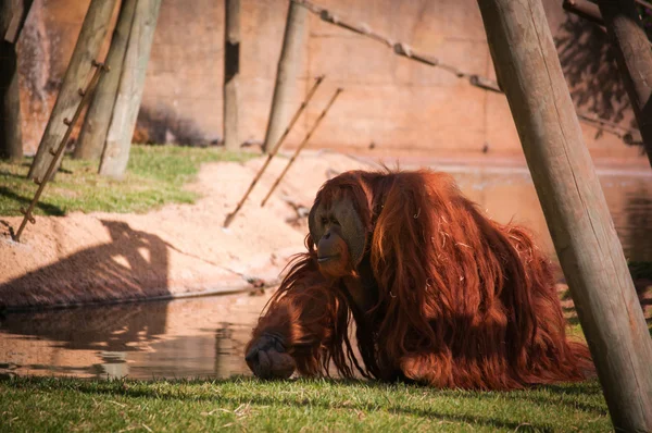 Orangoutang in Lisbon Zoo — Stock Photo, Image