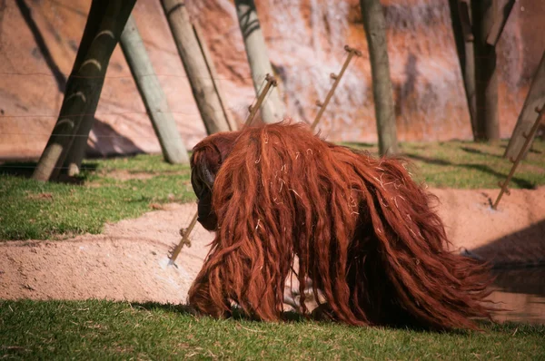 Orangoutang in Lisbon Zoo — Stock Photo, Image