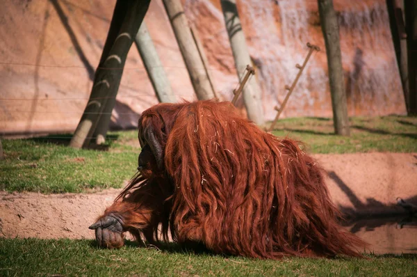 Orang-Utan im Zoo von Lissabon — Stockfoto