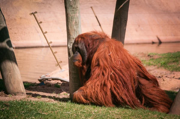 Orang-Utan im Zoo von Lissabon — Stockfoto