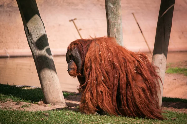 Orang-Utan im Zoo von Lissabon — Stockfoto