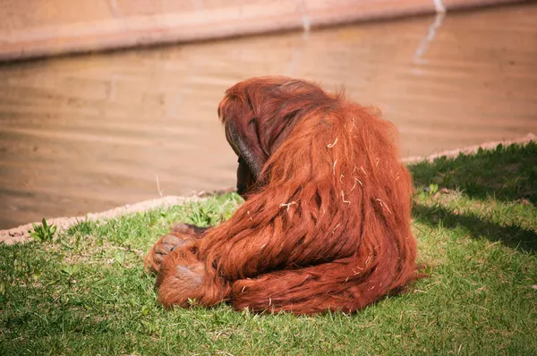 Orang-Utan im Zoo von Lissabon — Stockfoto