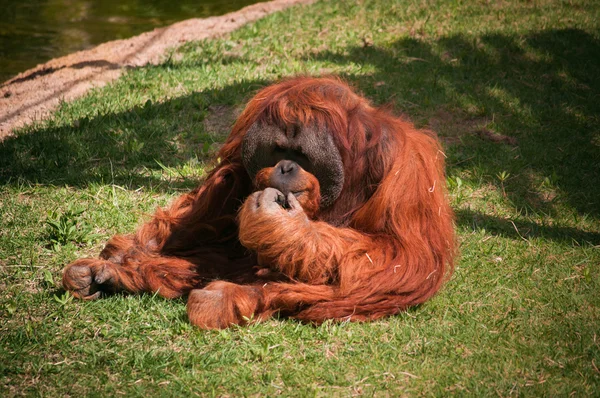 Orangoutang in Lissabon dierentuin — Stockfoto