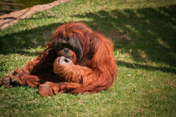 Orangoutang dans le zoo de Lisbonne — Photo
