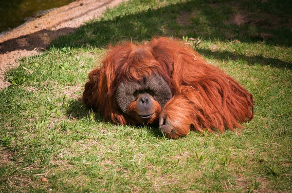 Orang-Utan im Zoo von Lissabon — Stockfoto