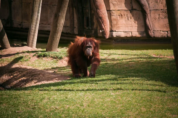 Orangoutang dans le zoo de Lisbonne — Photo