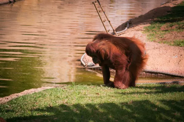 Orang-Utan im Zoo von Lissabon — Stockfoto