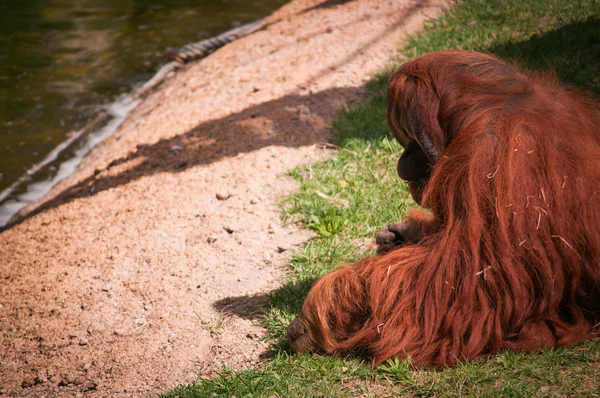 Orangoutang in Lissabon dierentuin — Stockfoto