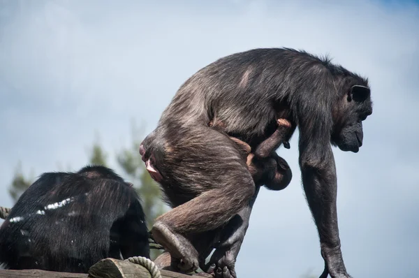 Chimpansee in Lissabon dierentuin — Stockfoto