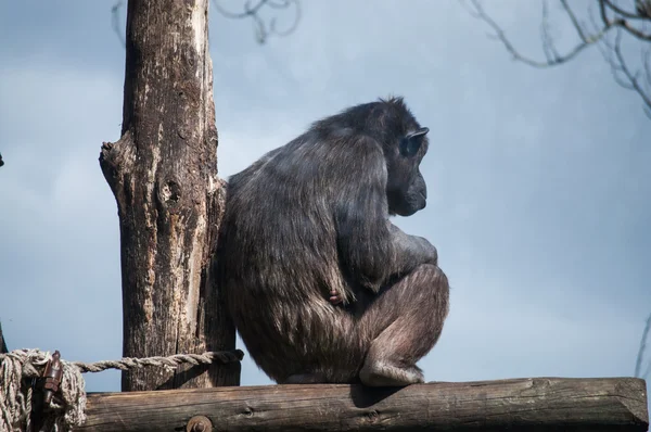 Chimpansee in Lissabon dierentuin — Stockfoto