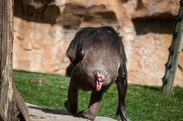 Schimpanse im Zoo von Lissabon — Stockfoto