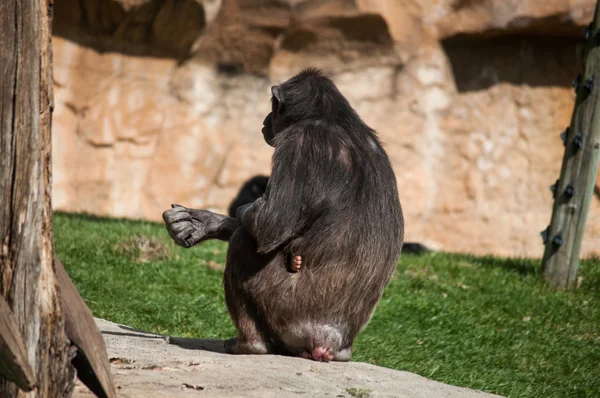 Chimpanzé au zoo de Lisbonne — Photo