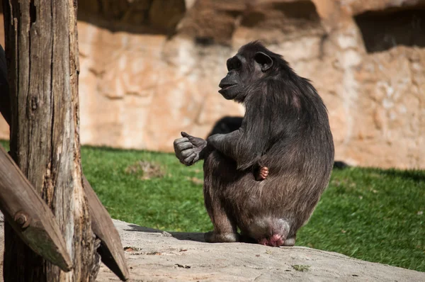 Chimpanzee in Lisbon Zoo — Stock Photo, Image