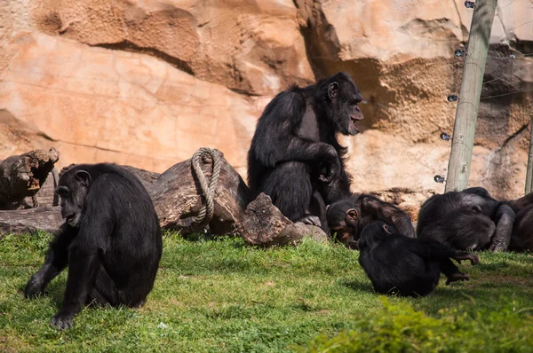 stock image chimpanzee in Lisbon Zoo