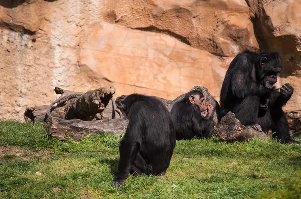 Chimpanzé au zoo de Lisbonne — Photo