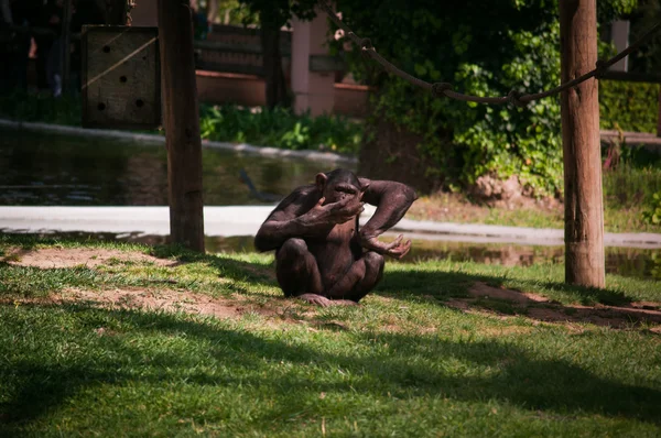 Chimpansee in Lissabon dierentuin — Stockfoto