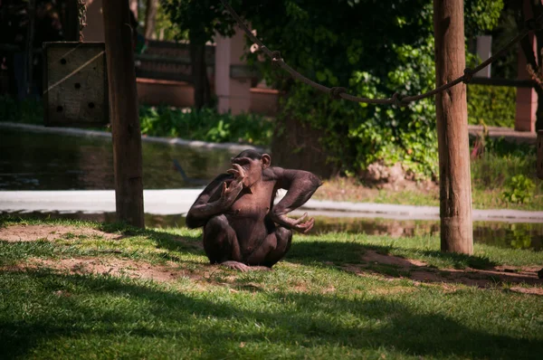 Chimpansee in Lissabon dierentuin — Stockfoto