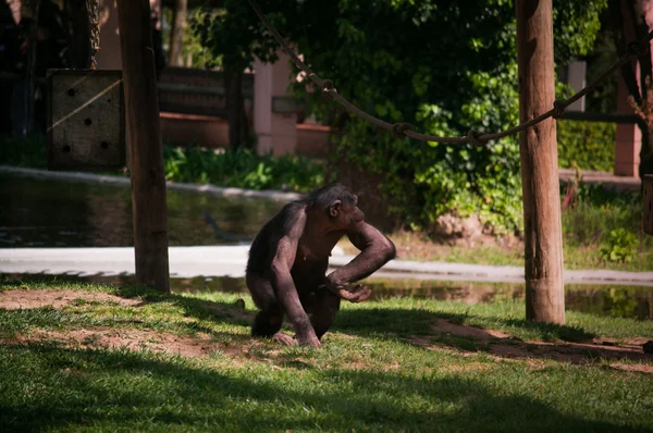 里斯本动物园里的黑猩猩 — 图库照片