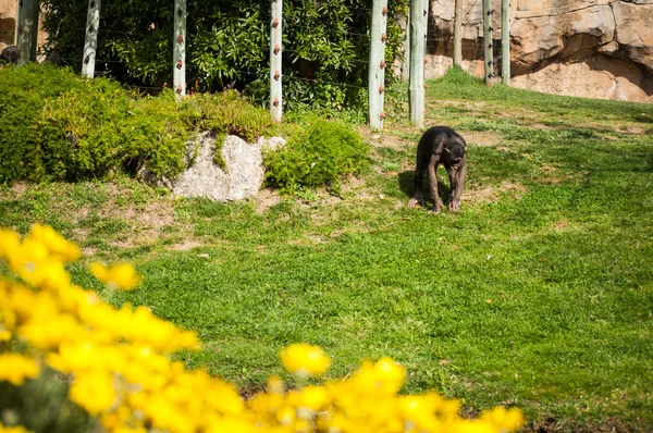 リスボン動物園でチンパンジー — ストック写真