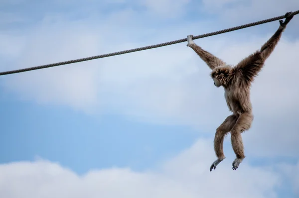 Gibbon in Lissabon dierentuin — Stockfoto