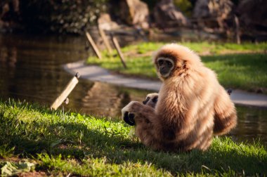 lisbon zoo Gibbon