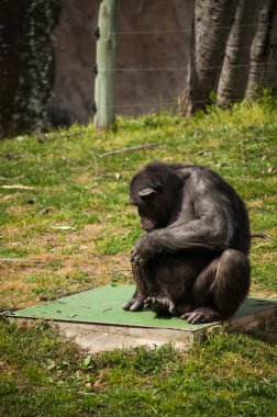 şempanze, lisbon zoo