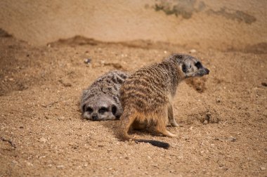 meerkat veya suricate in lisbon zoo