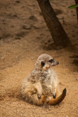 meerkat veya suricate in lisbon zoo