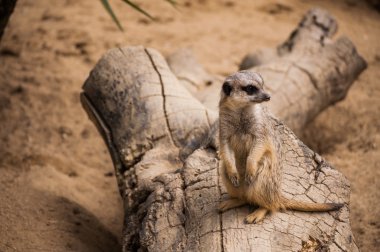 meerkat veya suricate in lisbon zoo