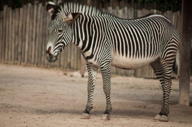 lisbon zoo içinde Zebra