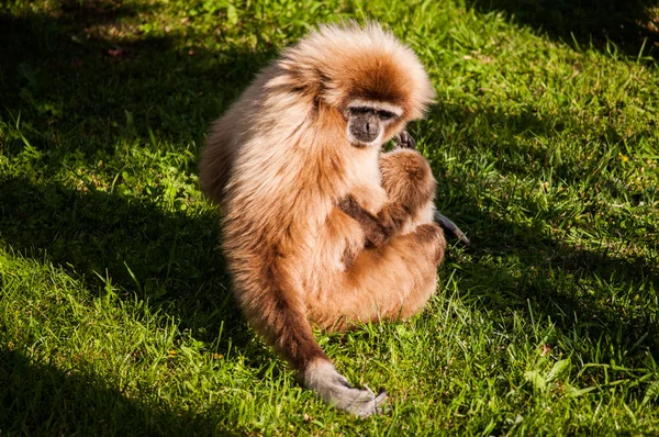 Gibbon in Lissabon dierentuin — Stockfoto