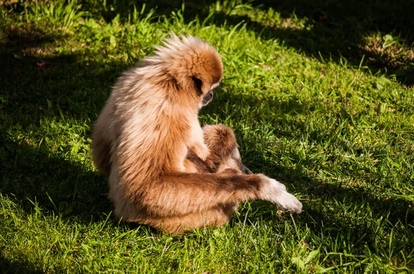 Gibbon in Lissabon dierentuin — Stockfoto