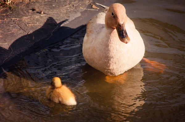 Ördek yavrusu ve ördek — Stok fotoğraf