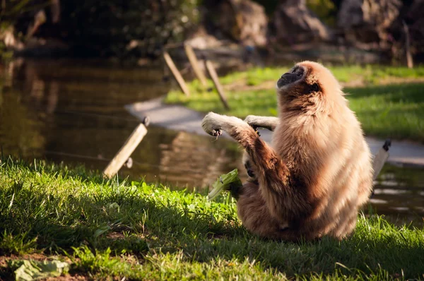 リスボン動物園のテナガザル — ストック写真