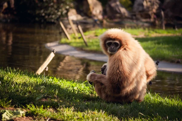 Gibbon in Lissabon dierentuin — Stockfoto