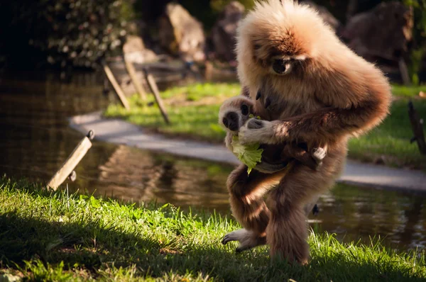 Gibbon in Lissabon dierentuin — Stockfoto