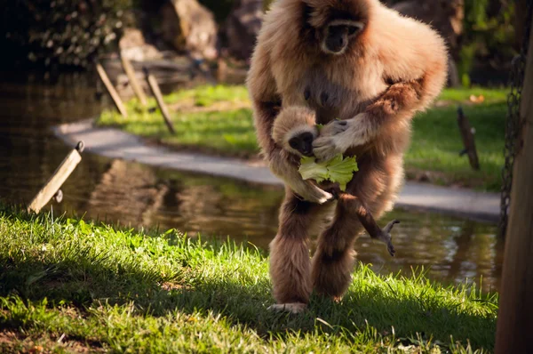 Gibbon im Zoo von Lissabon — Stockfoto