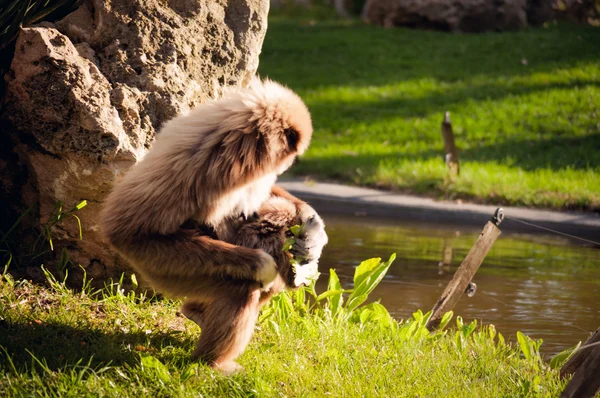 Gibbon im Zoo von Lissabon — Stockfoto