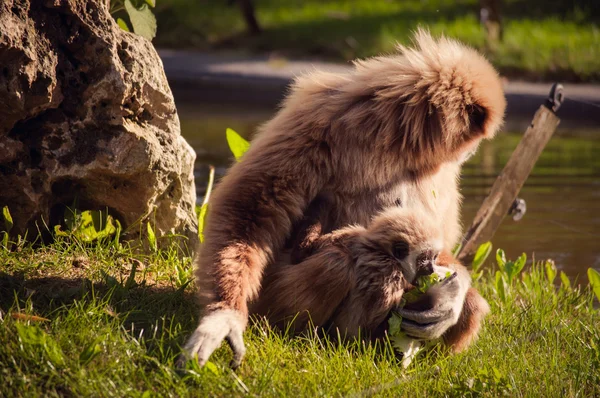 Gibbon in Lisbon zoo — Stock Photo, Image