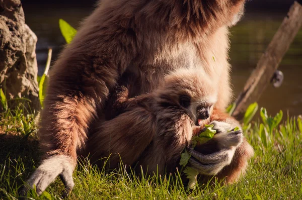 Gibbon in Lisbon zoo — Stock Photo, Image