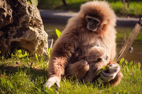 Gibbon im Zoo von Lissabon — Stockfoto