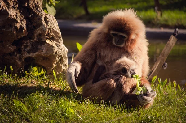 Gibbon in Lissabon dierentuin — Stockfoto