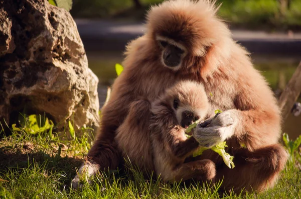 Gibbon in Lisbon zoo — Stock Photo, Image