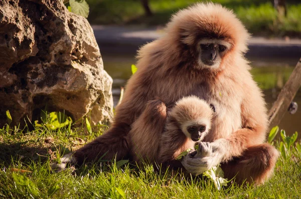 Gibbon in Lisbon zoo — Stock Photo, Image