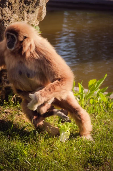 Gibbon in Lissabon dierentuin — Stockfoto