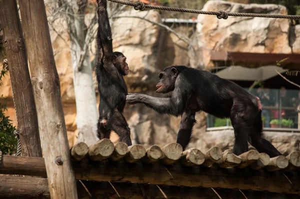 Chimpanzé au zoo de Lisbonne — Photo
